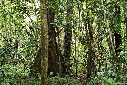 Knoya Supru, la nueva área de conservación privada de Madre de Dios