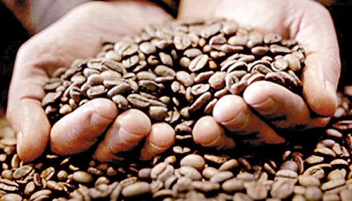 Café peruano que se exporte será amigable con el medio ambiente