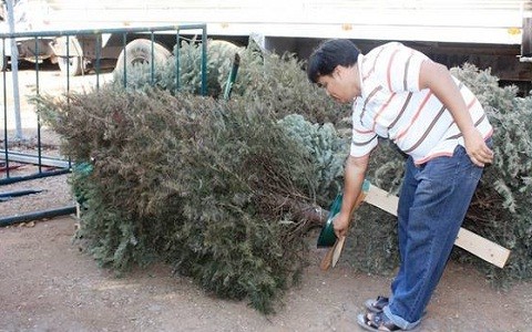 Centros de acopio de árboles navideños abren hasta el 3 de febrero