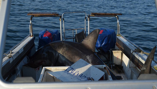 Enorme tiburón blanco salta sobre barco de investigación