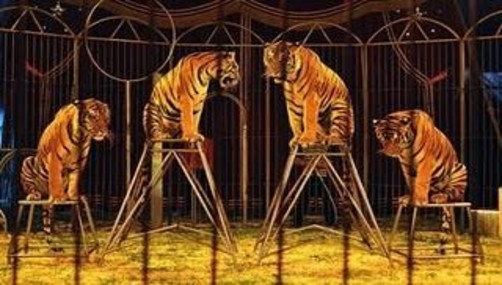 Perú prohibe animales salvajes en circos