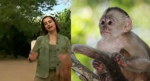 Video: Mujer da de lactar a un monito en Brasil