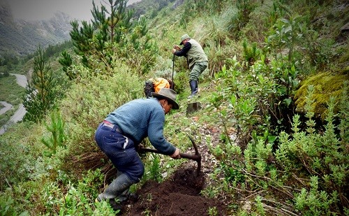 Con cerca de tres mil plantones de especies silvestres reforestan Parque Nacional Huascarán