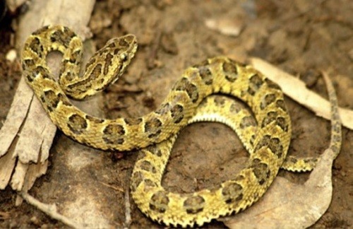 Descubren nueva especie de serpiente para la ciencia en el Parque Nacional Bahuaja Sonene