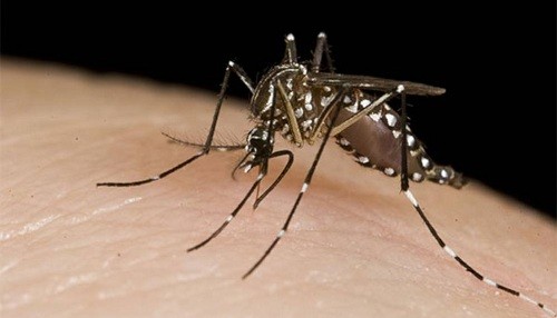 Brote de fiebre del dengue confirmado en Tanzania