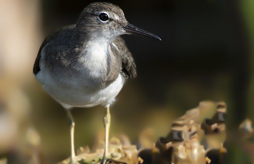 Municipalidad de Lima celebrará evento Mundial de Avistamiento de Aves