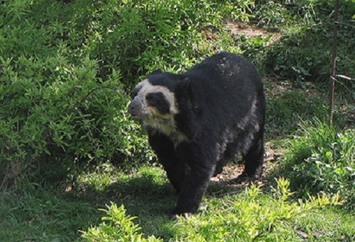 Presentan guía técnica para promover la sana convivencia con el oso andino en el Perú
