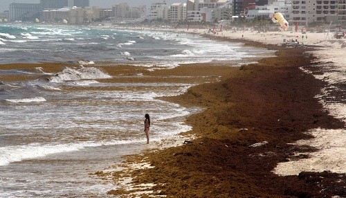 La descomposición de algas está arruinando algunas playas en México