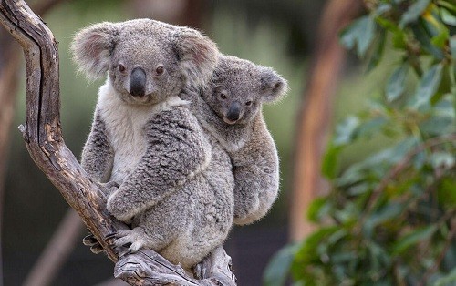 Los expertos anuncian que los koalas están 'funcionalmente extintos'