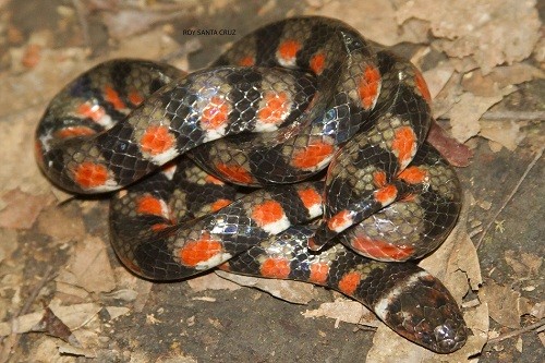 Nuevo registro de especie de serpiente para Madre de Dios se realiza en el Parque Nacional Bahuaja Sonene