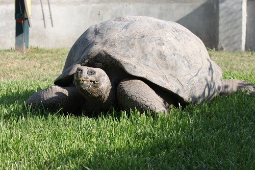 Celebramos el Día Mundial De Las Tortugas en el Parque De Las Leyendas