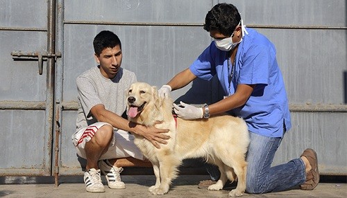 Este año Minsa vacunará contra la rabia a cerca de cuatro millones de canes