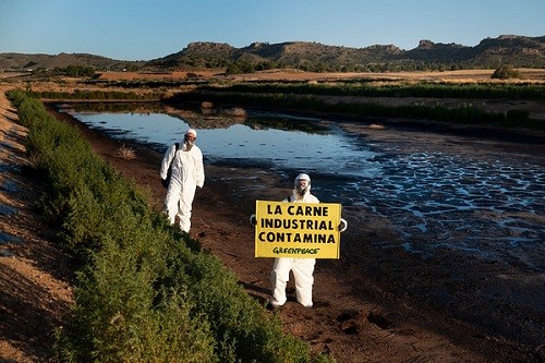 Activistas de Greenpeace entran en la macrogranja de porcino más contaminante de España