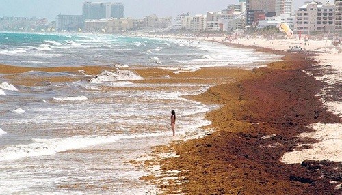 Cancún tiene un desagradable problema con las algas marinas y los turistas se mantienen alejados