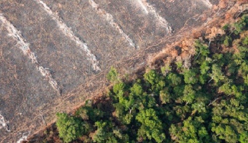El freno a la deforestación y la reducción del consumo de carne, medidas imprescindibles contra la crisis climática y de biodiversidad