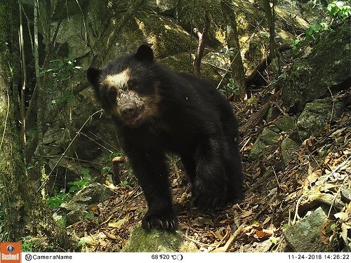 Cajamarca: Cámaras trampa captan la sorprendente fauna de los Bosques Nublados de Udima