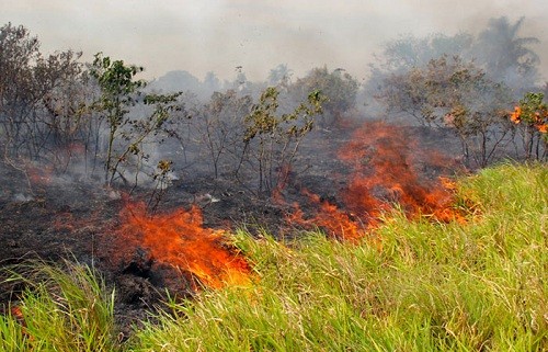 Bolivia: se emite Declaratoria de Desastre por incendios forestales en el departamento de Santa Cruz