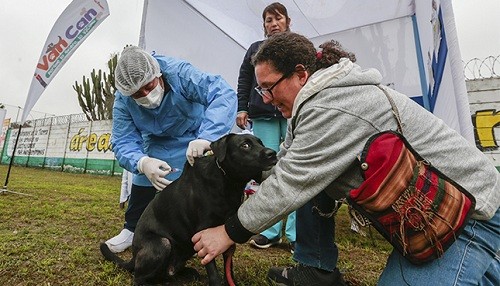 ¿Ya sabe dónde puede vacunar a su can contra la rabia, este fin de semana?