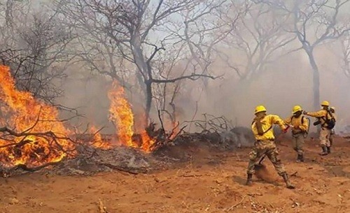 Amazonas: Bolivia ha perdido 1,7 millones de hectáreas por incendios forestales