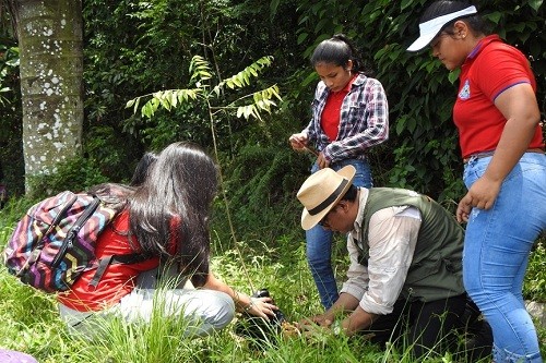 Sembrando Vida en la Amazonía continúa reforestando las calles de Iquitos con árboles nativos