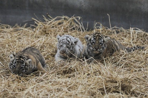 'Asiri' y 'Rosita' son los nombres de las nuevas tigresas del Parque de las Leyendas