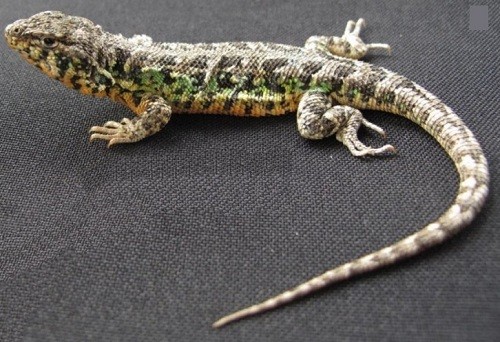 Ica: Descubren nueva especie de lagartija en la Reserva Nacional San Fernando