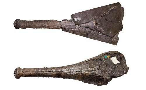 Identifican a misterioso cocodrilo jurásico que creció hasta 15 pies de largo