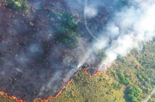 Pandillas criminales están detrás de la destrucción de la Amazonía brasileña