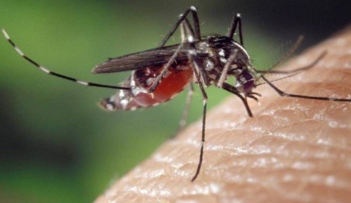 Mosquitos genéticamente modificados se reproducen en Brasil