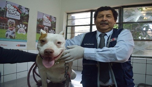 En el Perú se registra más de 55 mil casos de mordedura de perro al año