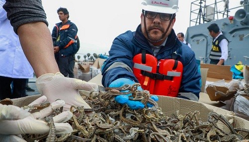 Decomisan más de 12.3 millones de caballitos de mar extraídos ilegalmente en el mar del Callao