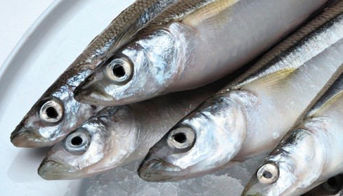 PRODUCE: A partir del lunes 28 de octubre se reiniciará pesca del recurso pejerrey en el país