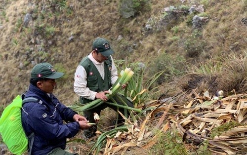 Establecerán protocolos de monitoreo de oso andino en 9 áreas naturales protegidas del centro y sur del Perú