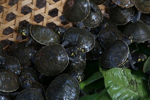 Sembrando vida en la Amazonía: 6 mil taricayas son liberadas durante Primer Festival de Tortugas de Agua Dulce