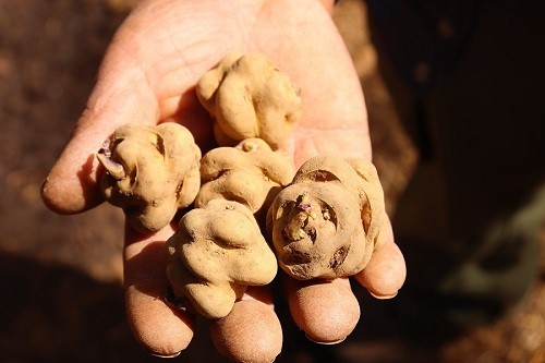 Reserva Paisajística Nor Yauyos tendrá el primer banco de semillas de papas nativas en un área natural protegida