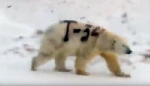 Russia: un oso polar pintado con spray con 'T-34' provoca la indignación de expertos en vida silvestre