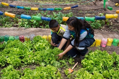 Nuevos biohuertos en 18 colegios del Cercado de Lima