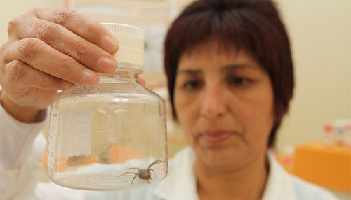 Minsa: Mordeduras de arañas y serpientes venenosas pueden ocasionar la muerte