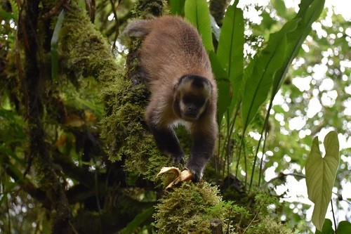 Mono machin negro es registrado por primera vez en el Santuario Histórico de Machupicchu