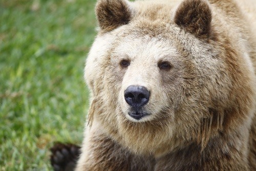 Celebran Día Mundial para la Protección de Los Osos en El Parque De Las Leyendas