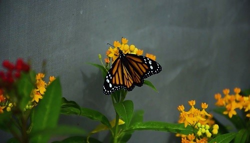 Organizan primer Festival De La Mariposa Monarca