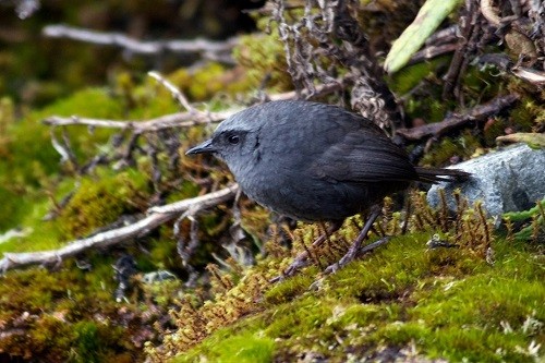 Tres nuevas especies de aves para la ciencia son descubiertas en áreas naturales protegidas de los andes centrales