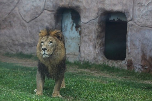 Día Del León: Conoce a Sultán, el Rey Del Parque De Las Leyendas