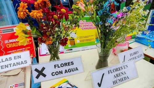 Dengue: Minsa advierte que colocar floreros con agua por el 'Día de los Muertos' puede provocar proliferación del zancudo