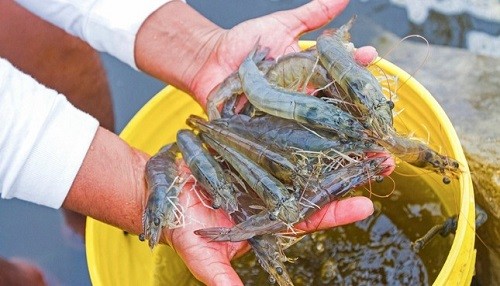 Produce amplía pesca del camarón y autoriza la extracción de la concha de abanico con fines acuícolas