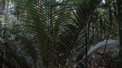 Nueva especie de palmera para la ciencia es descubierta en el Parque Nacional Cordillera Azul