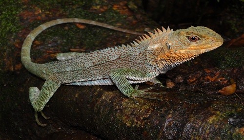 Nueva especie de lagartija para la ciencia es descubierta en el ámbito del Parque Nacional Tingo María