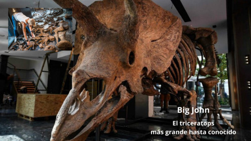 'Big John', el triceratops más grande conocido, a punto de ser subastado en París