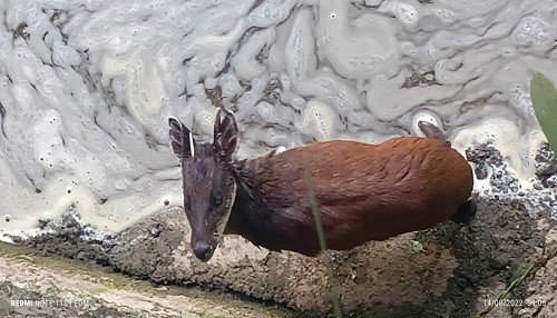 Guardaparques del Sernanp rescatan a venado enano en el Santuario Histórico de Machupicchu