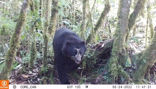 Pasco: captan con cámaras trampa a osos de anteojos en el Parque Nacional Yanachaga Chemillén